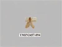 藏品(二斑叉紋苔蛾)的圖片